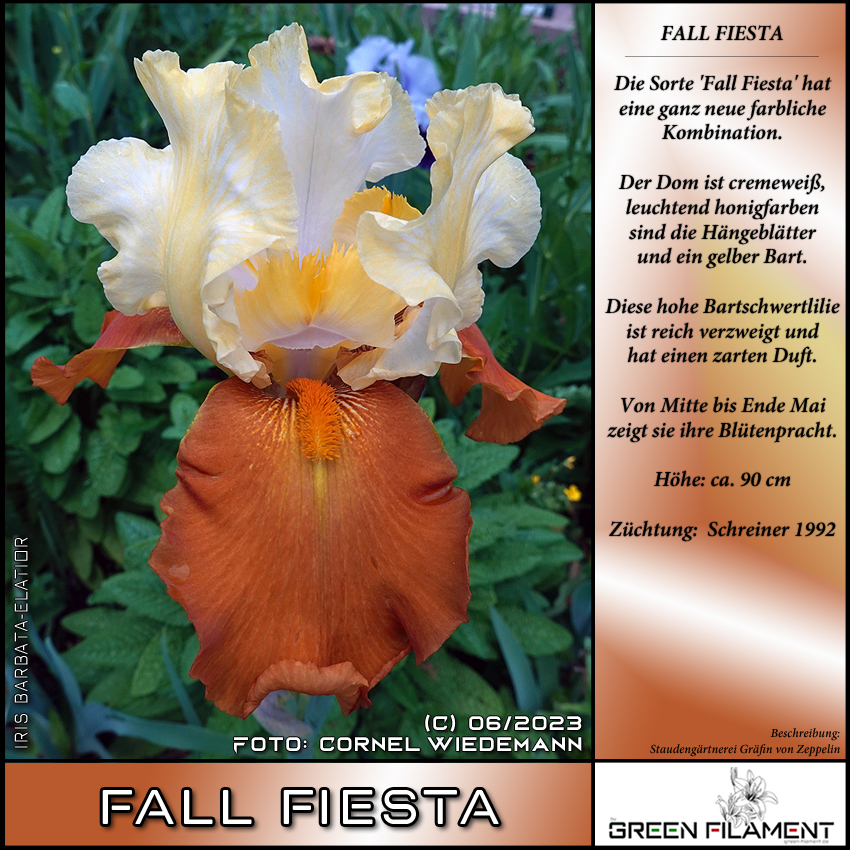 FALL FIESTA