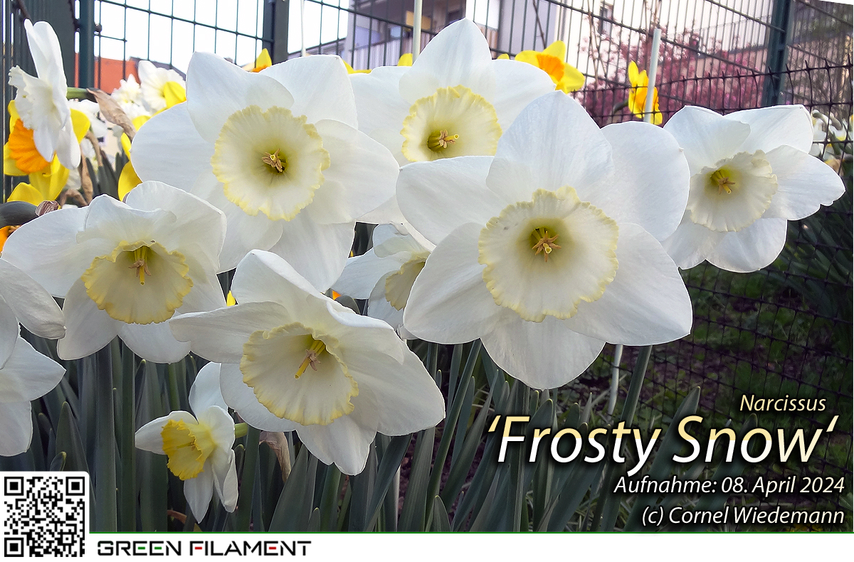 Narcissus Frosty Snow