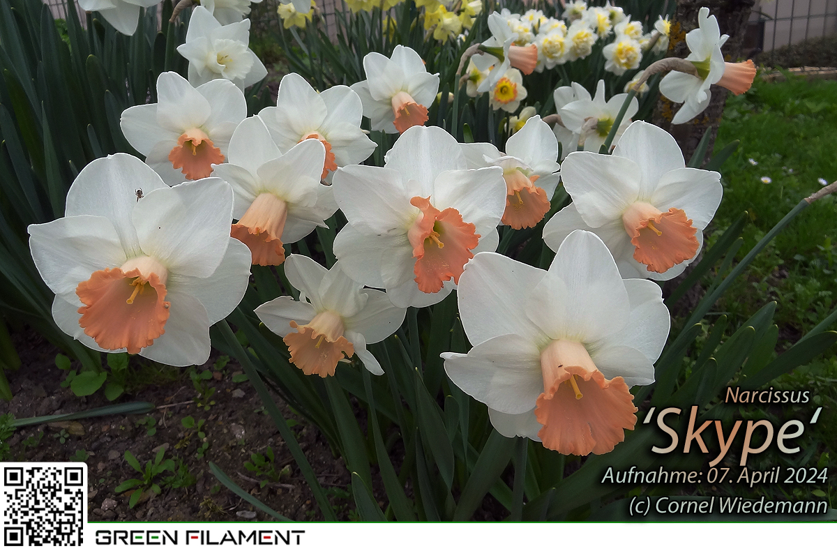 Narcissus Skype