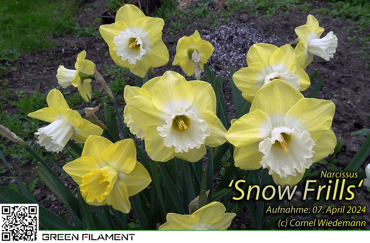 Narcissus Snow Frills