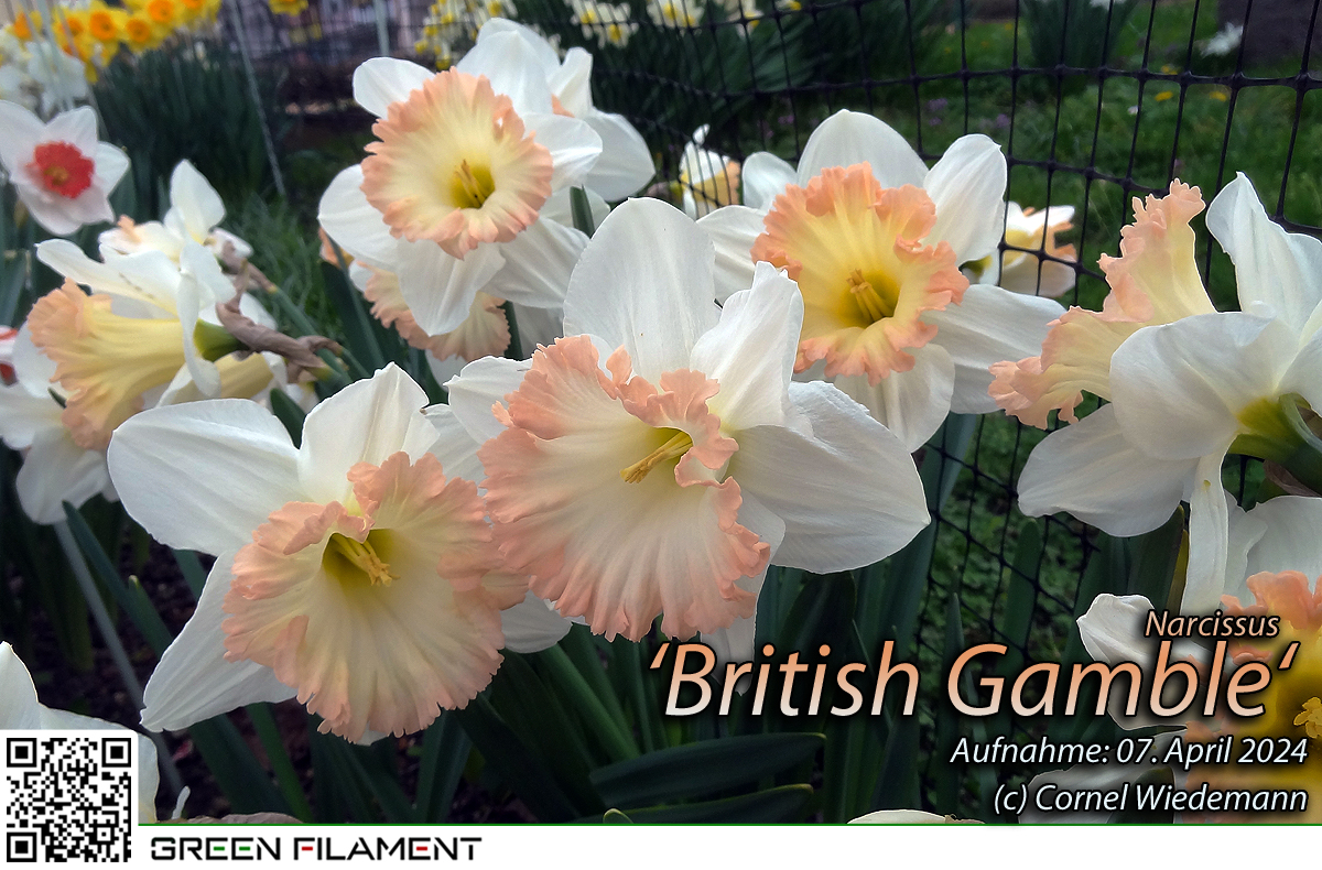 Narcissus British Gamble