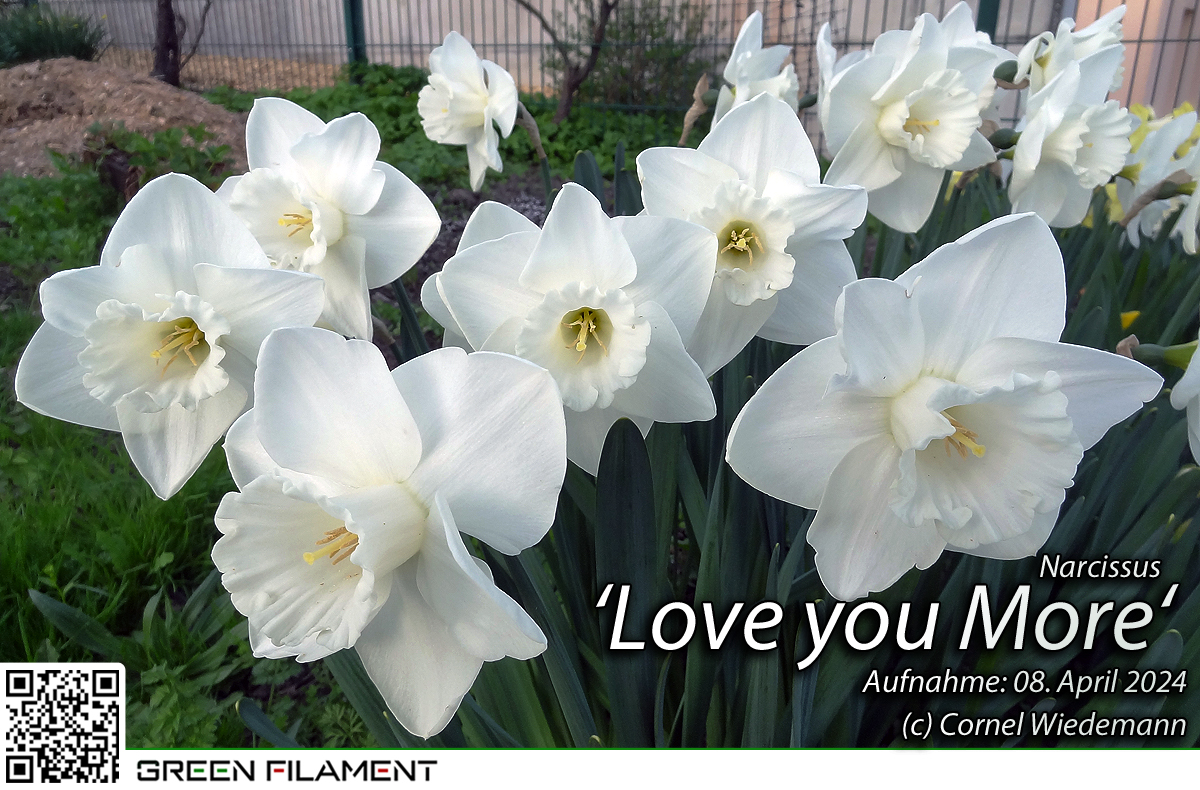 Narcissus Love you More