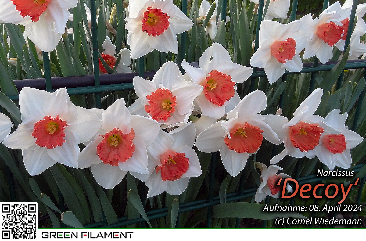 Narcissus Decoy