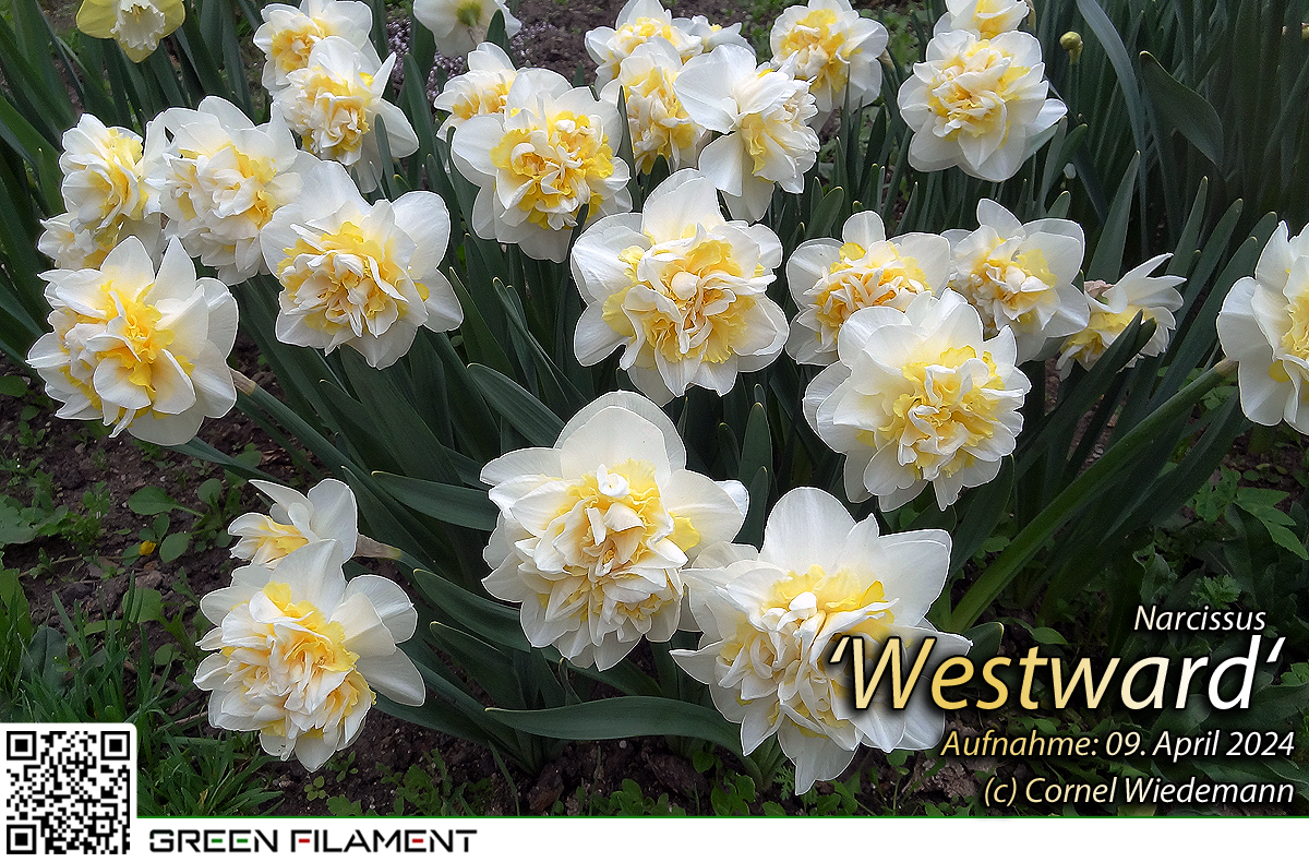 Narcissus Westward
