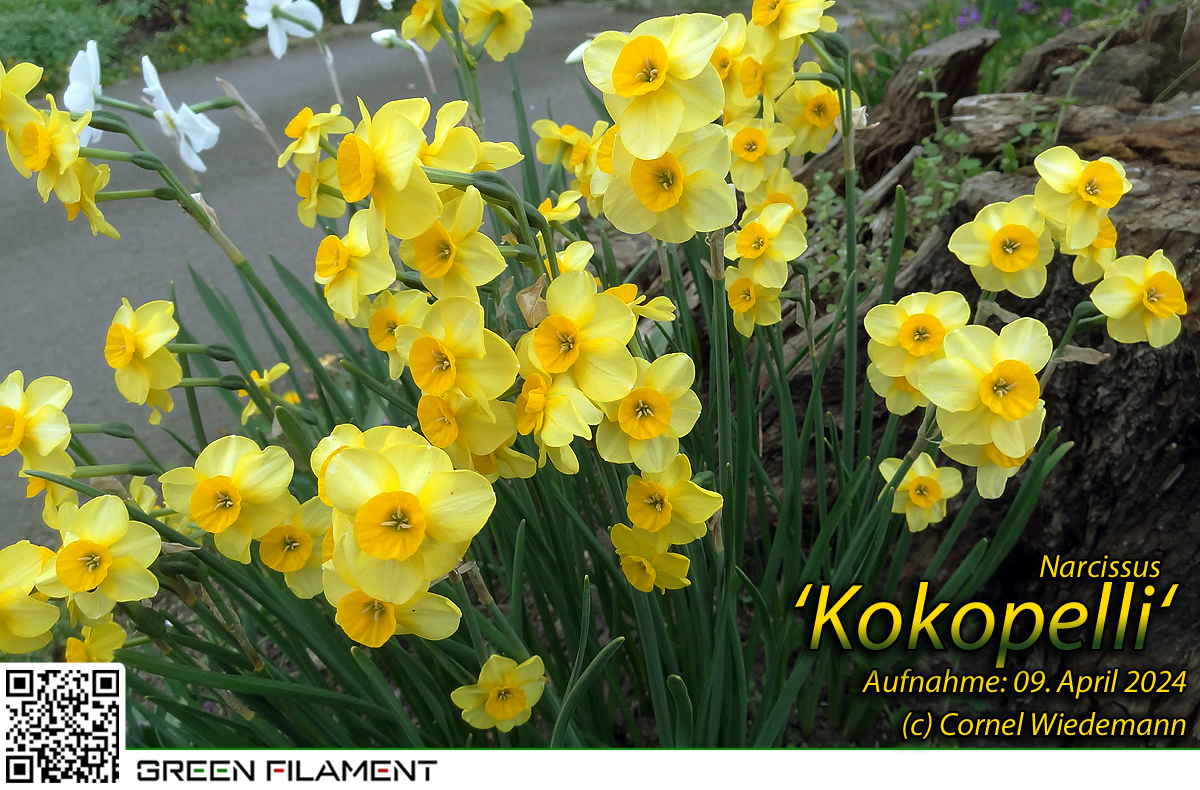 Narcissus Kokopelli