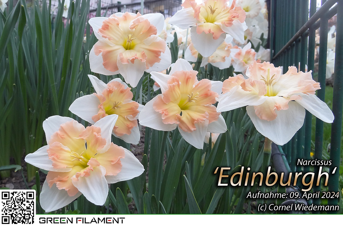 Narcissus Edinburgh