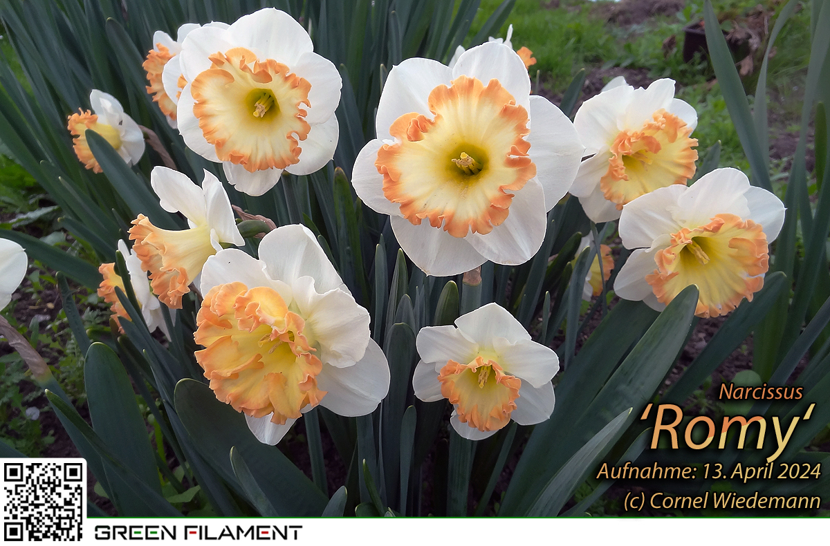 Narcissus Romy