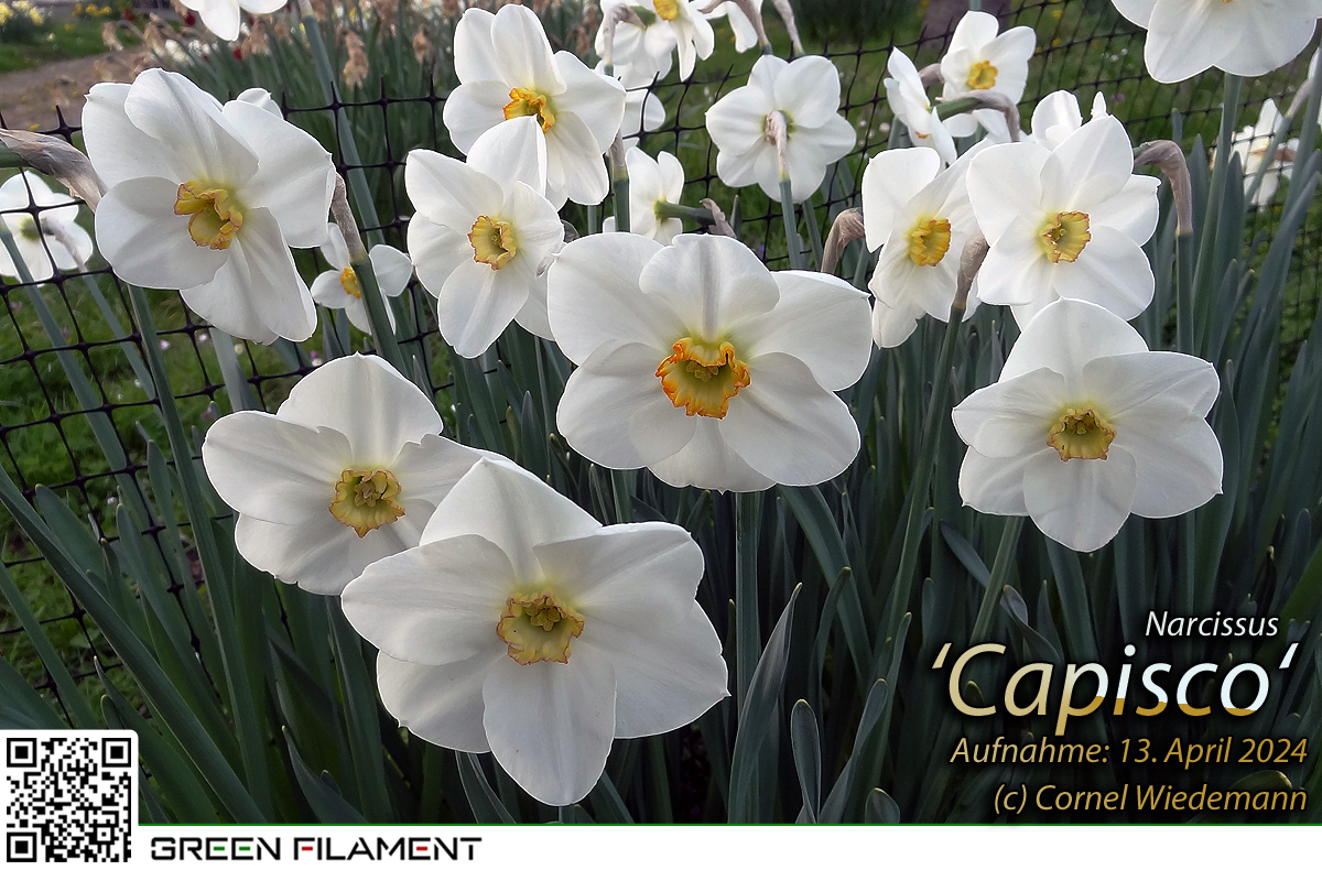Narcissus Capisco