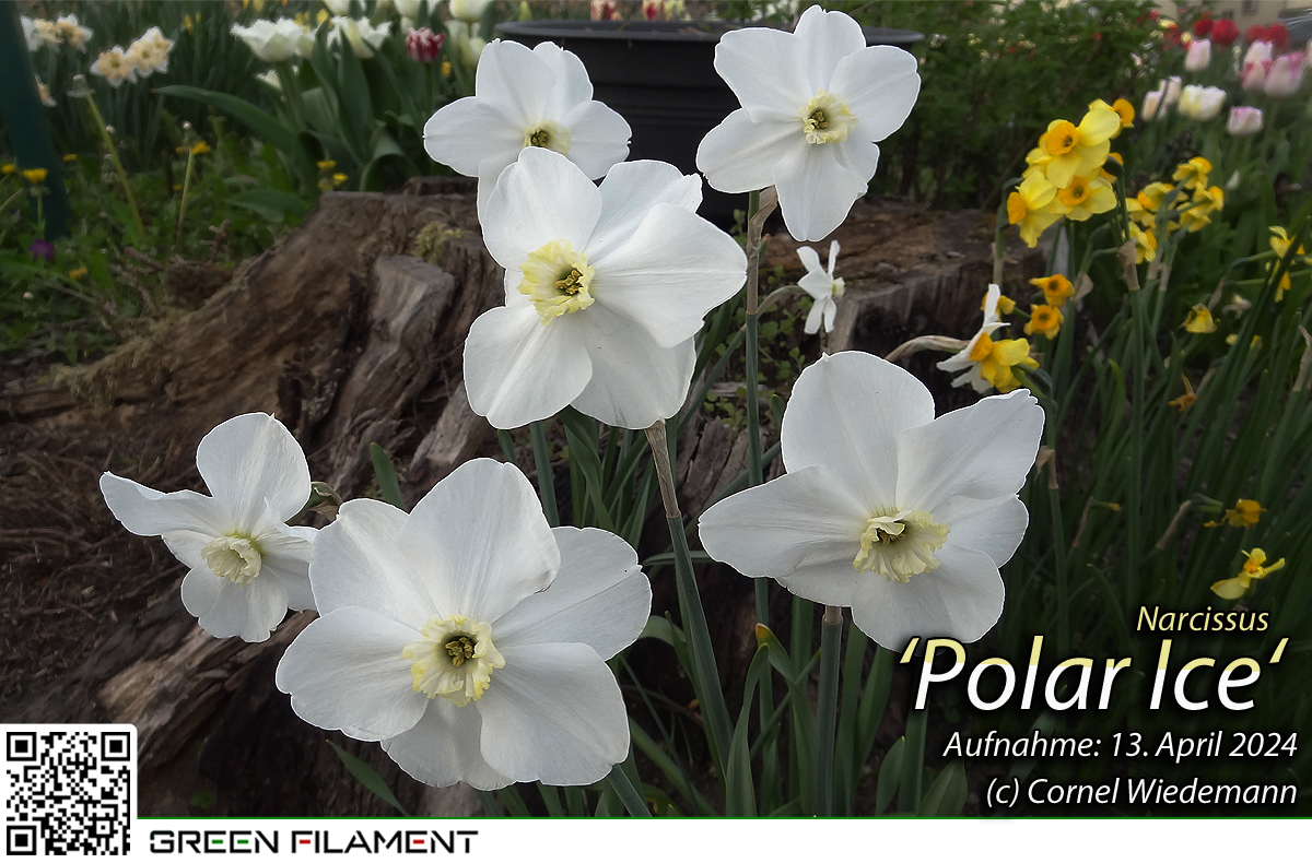 Narcissus Polat Ice
