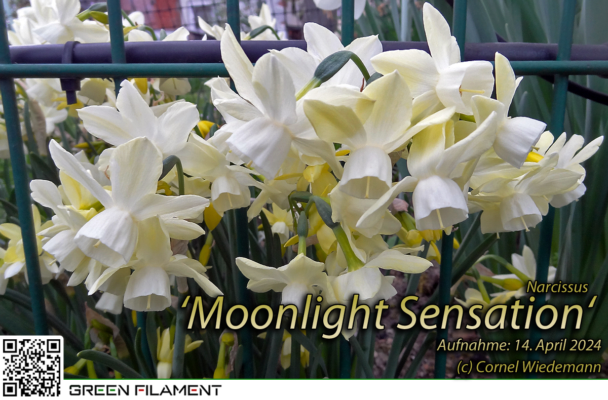 Narcissus Moonlight Sensation